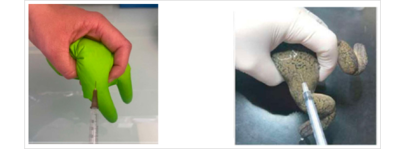  Nathalie Malirat - The XeMo models the posterior part of a Xenopus, allowing for the correct learning of procedures.