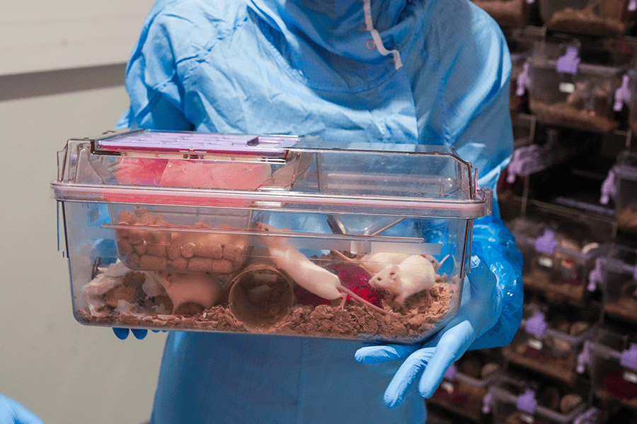  Solenn Percelay - At TCS, the welfare of mice is assessed whenever there is a change in diet, bedding, or enrichment selection. 