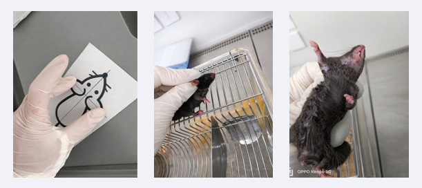 � Unit� d�Appui et de Recherche Haute Technologie Animale Grenobloise - Contention � 3 doigts