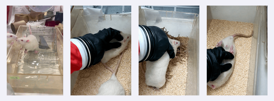 � Unit� d�Appui et de Recherche Haute Technologie Animale Grenobloise - Cour de r�cr�ation et tickling chez les rats h�berg�s en isolateurs.