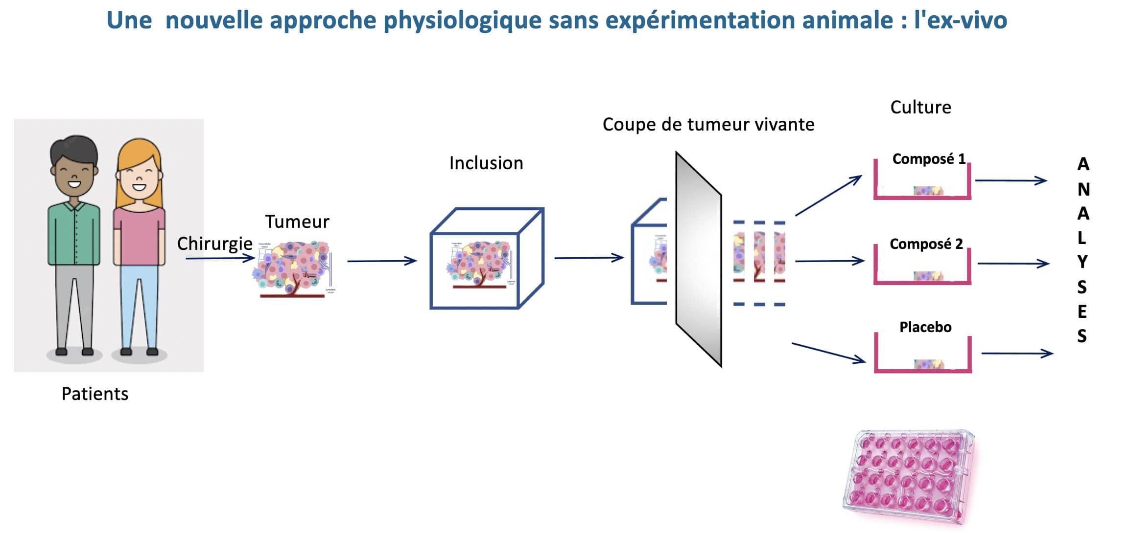  Sophie Lon et Julien Marie - Schma du processus de culture d'explants vivants de tumeurs humaines.