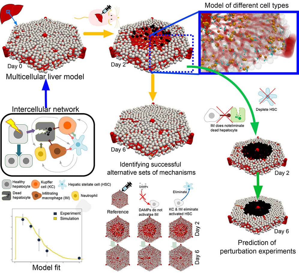  Zhao et al - Modle mathmatique de la rgnration du foie aprs des lsions induites par des mdicaments qui intgre la microarchitecture des tissus