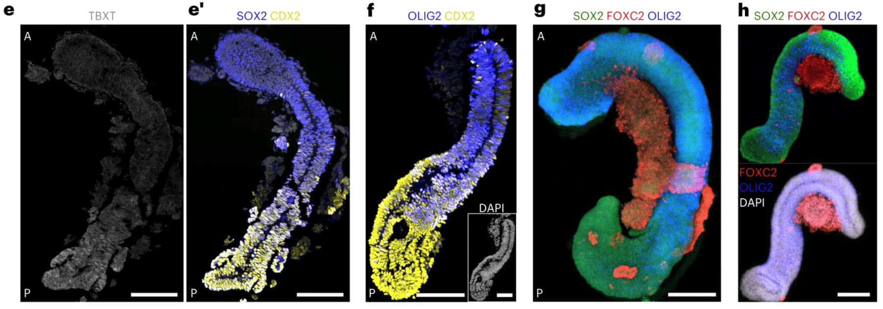  Gribaudo et al., 2023. Spinoids developed in Stphane Nedelec's laboratory.