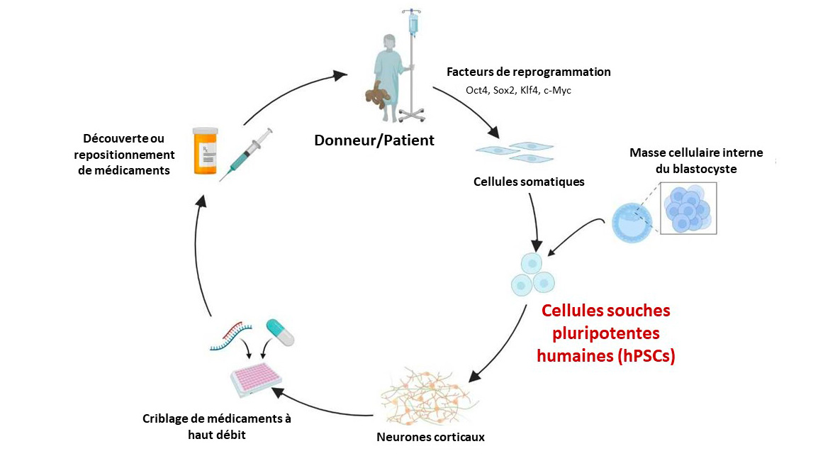  A Benchoua - Cycle de mthode utilisant les iPSC : de la source au traitement 