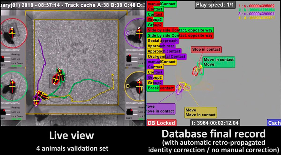  Fabrice de Chaumont - Live Mouse Tracker : live view (left side) and data base final record with mouse identity recognition and behavior analysis by the system (right side).