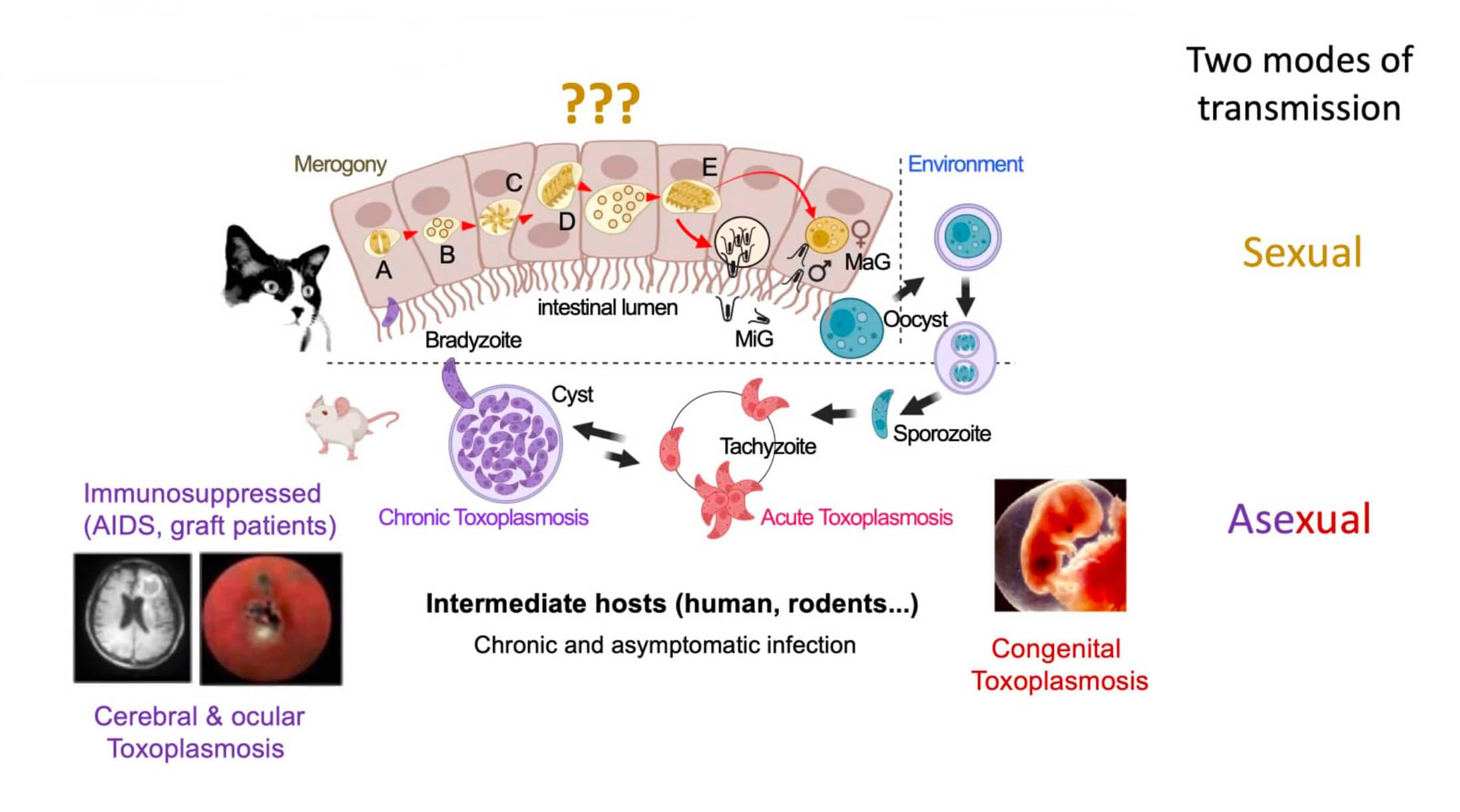  Mohamed-Ali Hakimi - Toxoplasma life cycle and transmission